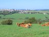 2010-17-autour du fromage-01